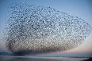 Swarm-flock-bird-01-goog