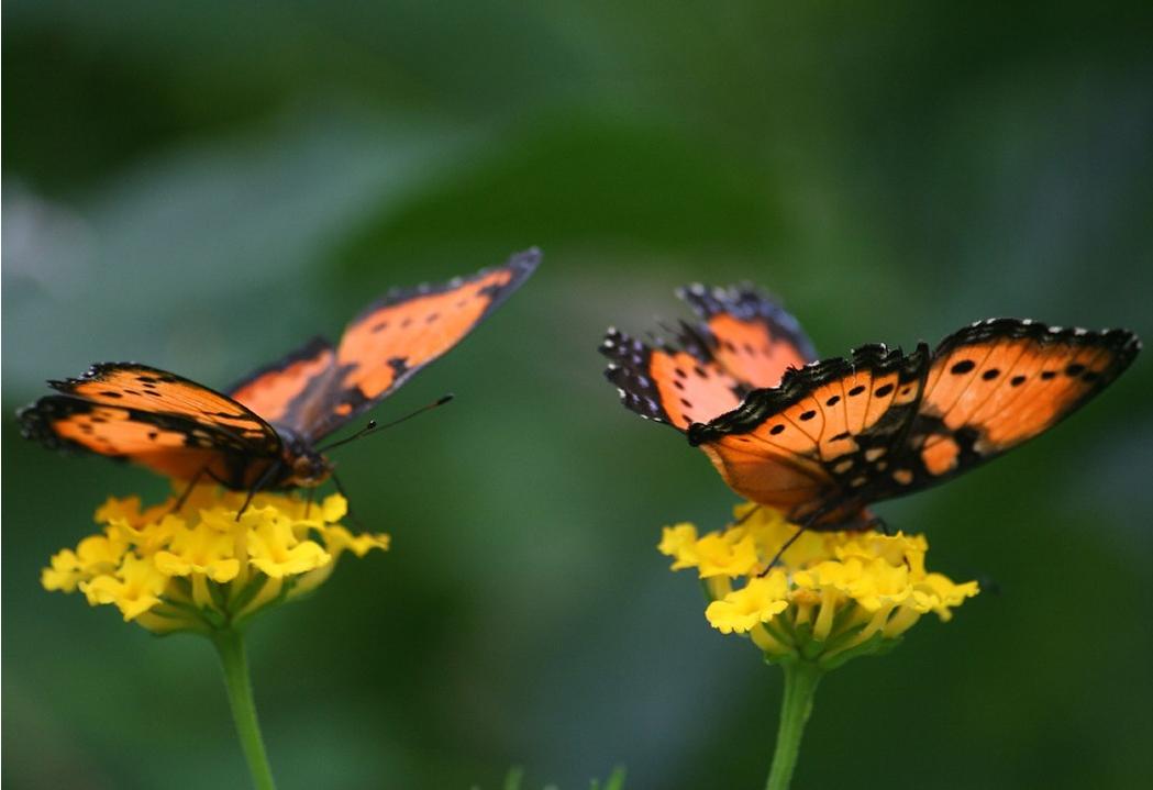 Тихо бабочки летают. Бабочки летают. Две бабочки. Бабочки летающие цветы. Порхающие бабочки.