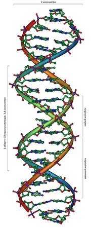 DNA Overview uk