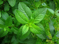 Mentha