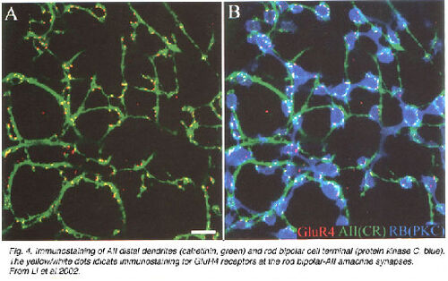 Immunostaining of AII distal dendrites 