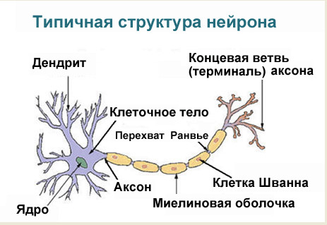 Нервная клетка называется строение и функции