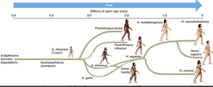 Evolution-Homo-01-goog