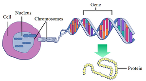 Genetics-Gen-02-goog