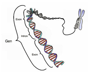 Genetics-Gen-01-goog