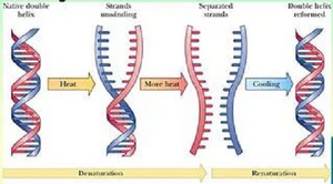Denaturation-DNA-01-goog