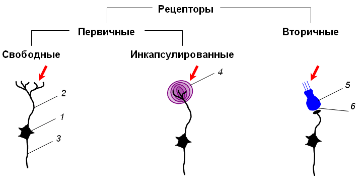 Частью рецепторы. Сенсорные рецепторы строение. Схема строения рецептора. Классификация сенсорных рецепторов схема. Хеморецепторы это рецепторы физиология.