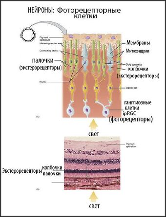 Setchatka Vikipediya