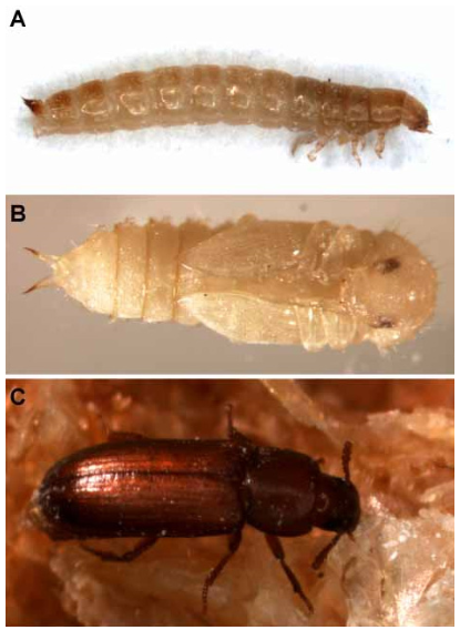 Личинка похожа на взрослую особь. Жук мучной хрущак личинки. Tribolium castaneum личинки. Булавоусый хрущак. Хрущак малый булавоусый.