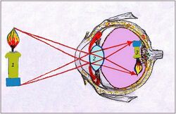 Drawing of a principle of work system of an eye