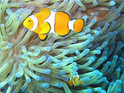 Common clownfish