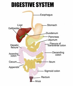 Systems-Digestive-02-goog