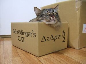 Schrodinger-Cat-01-goog