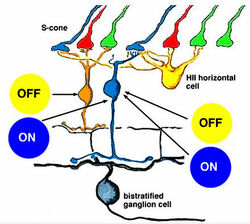 S-neurons