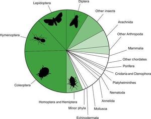 Insects-Taxinomy-02-goog