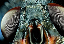 Facet sight of a fly