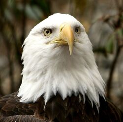 Bald Eagle at The National Zoo