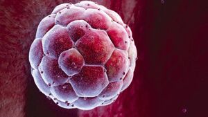 Embryos-Human-Blastocyst-01-goog