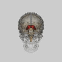 Thalamus 