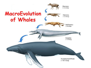 Evolusion-Whale-Elomeryx-01-goog