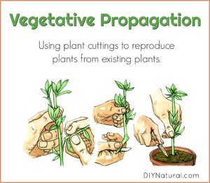 Vegetative-Propagation-01-goog