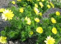 Адонис весенний