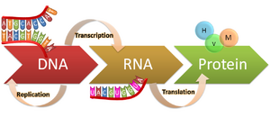 DNA-RNA-Protein-01-goog