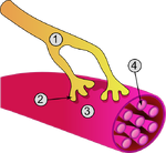 Synapse diag3