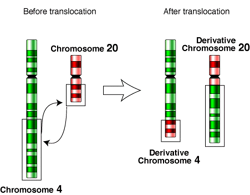 Translocation-4-20
