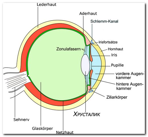 Хрусталик глаза строение фото