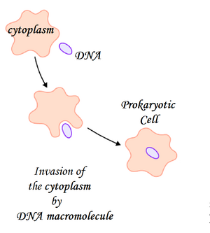 Evolution-Cytoplasm-DNA-01-goog