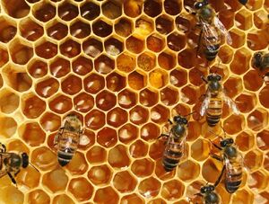Beehive-01-goog