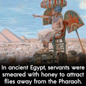 Pharaohs-Loyalty-flies-01-goog