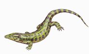 Соленодонзавр (лат. Solenodonsaurus janenschi)