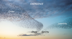 Emergence-Order-Chaos-Juvenility-Senility-goog