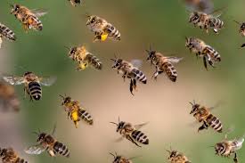 Swarm-bee-01-goog