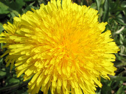 Dandelion 2007