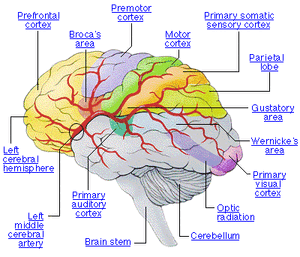 Brain-01-goog