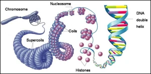 συσπείρωση 