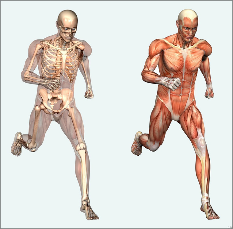 Картинки опорно двигательного аппарата человека