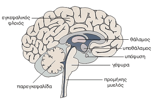 Brain-03-goog