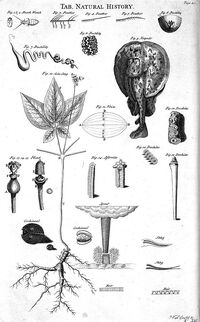 Table of Natural History, Cyclopaedia, Volume 2