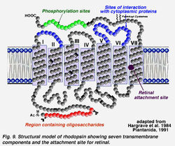 RhodopH+