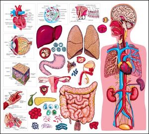 Medicine-Regenerative-01-goog