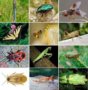 Insects collage