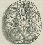 1543,AndreasVesalius'Fabrica,BaseOfTheBrain