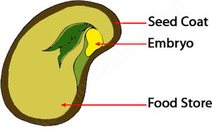 Germination-05-goog