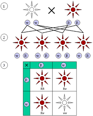 Genetics-Mendelian-Inheritance-01-goog