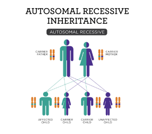 Allele-Autorecessive-02-goog