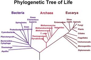 PhylogeneticTree-wik